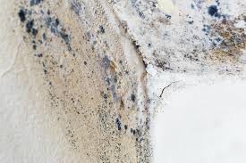 Best Mold Prevention Services in Sandy Valley, NV